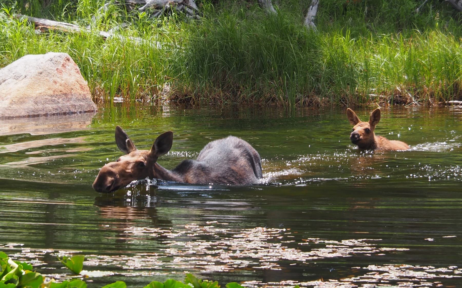 mama and baby moose photo 7