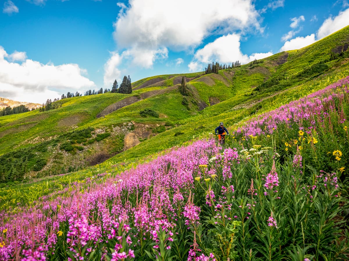 A mountain biker rides through purple and yellow wildflowers on the mountain side in Crested Butte Colorado