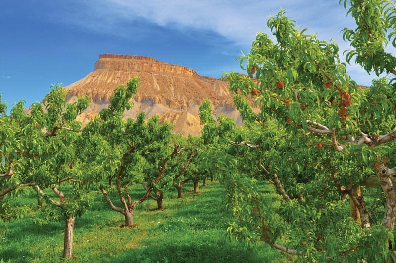 Orange cliffs that look like books on a shelf overlook a peach orchard, where green trees and green grass carpet the flatlands below