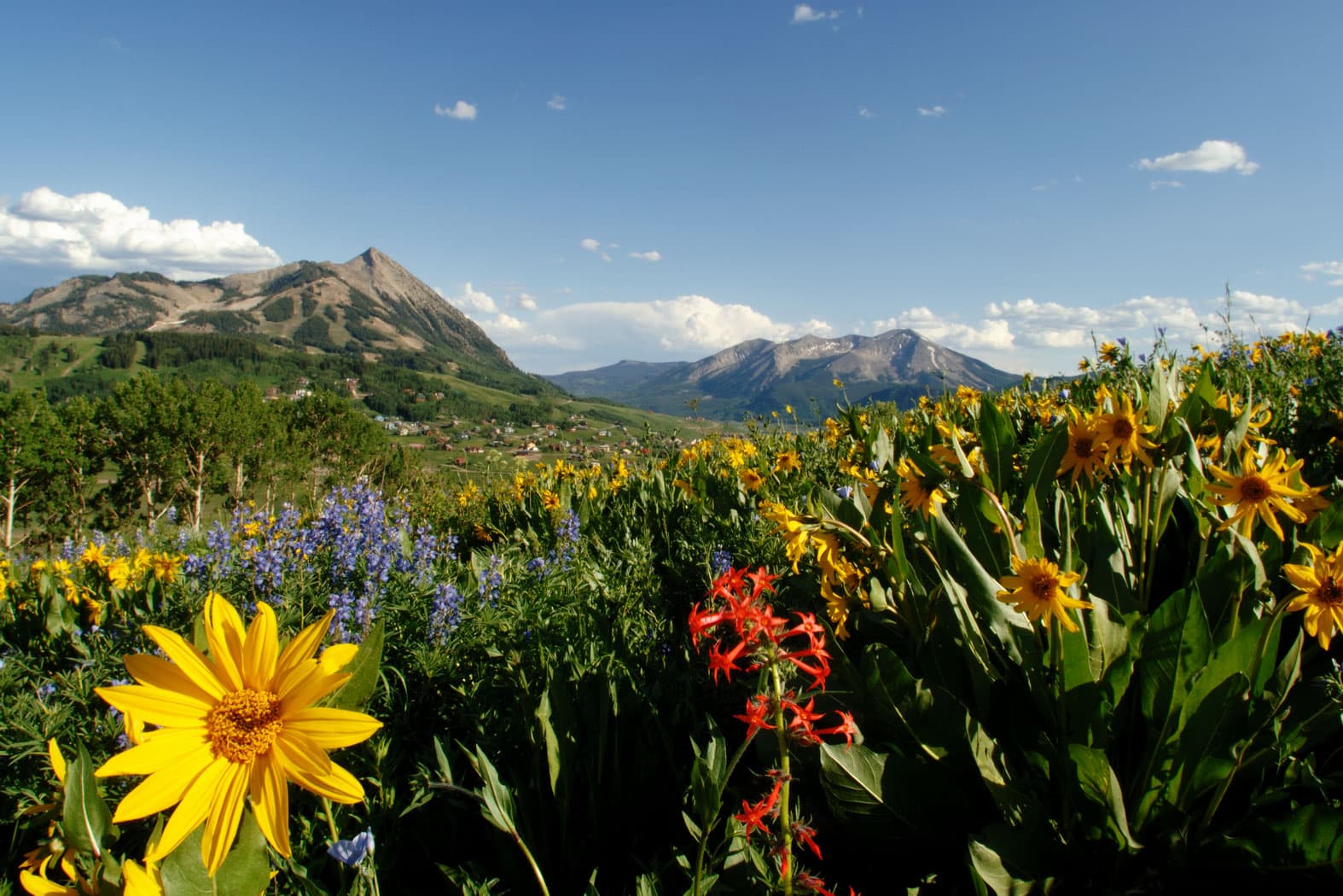 Mount Crested Butte, covered in green trees slopes down into a meadow blanketed in purple, red and yellow wildflowers