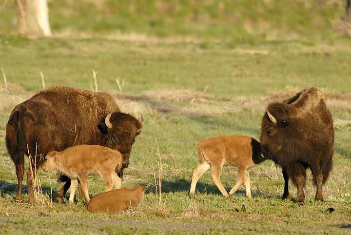 Three bison calves gather around two adult bison. One of the calves lays down while the others nuzzle each other outside of Denver, Colorado.