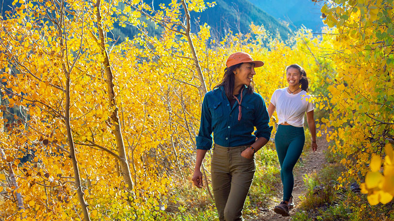People walking down a trail lined with golden aspens