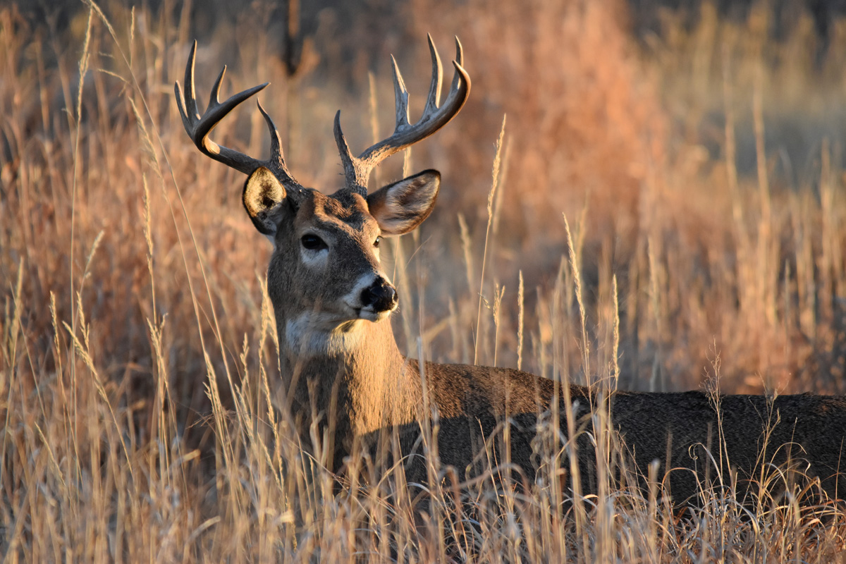 A buck with a small rack of antlers pauses to listen to the sounds amid the prairie grasses