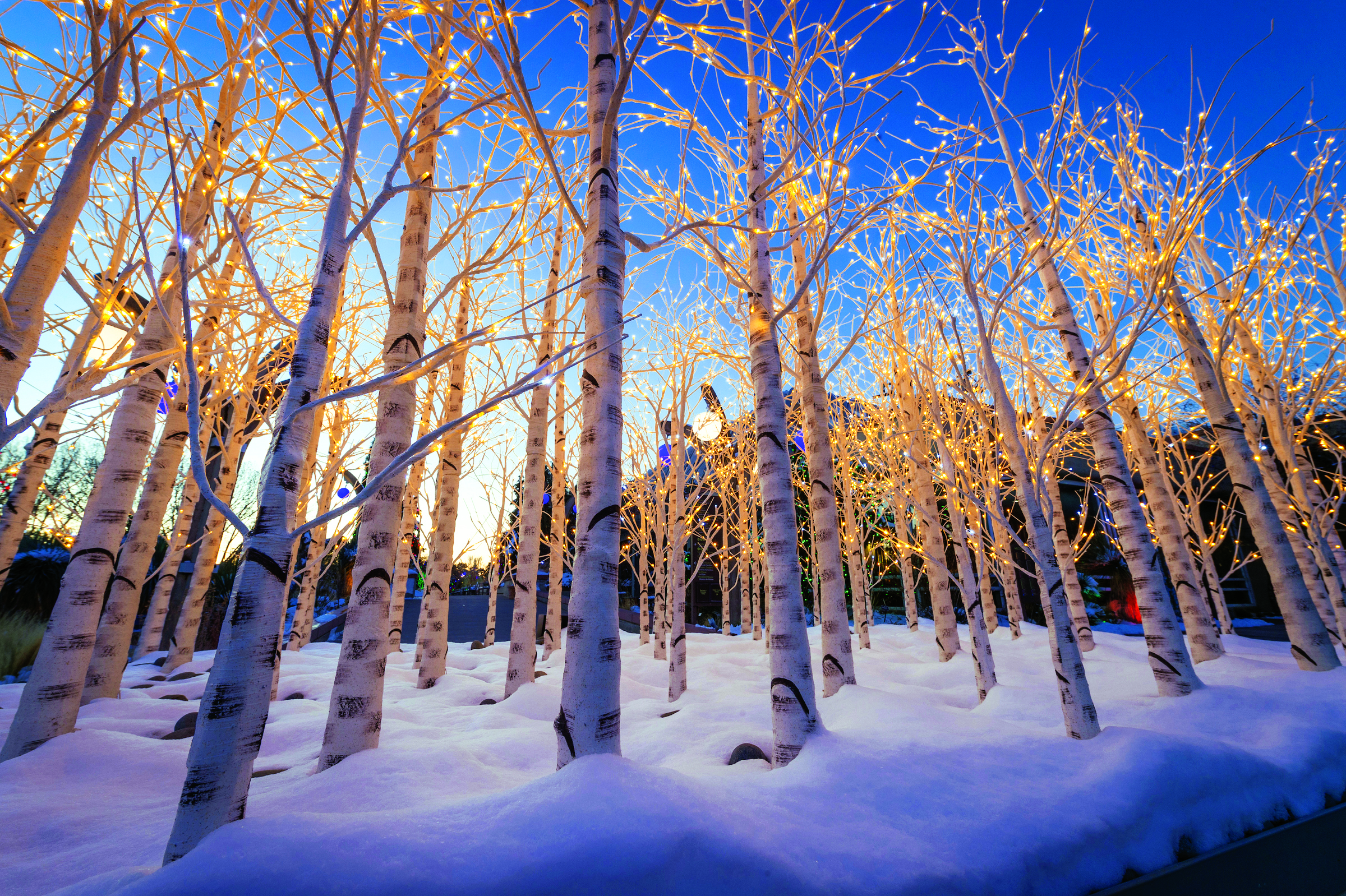 Aspen trees decorated with holiday lights