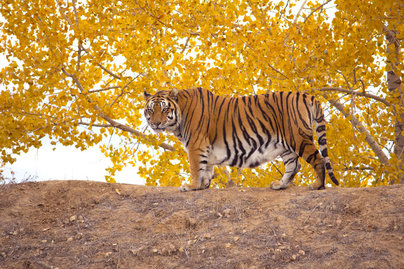 Tiger under yellow fall leaves at The Wild Animal Sanctuary in Keenesburg