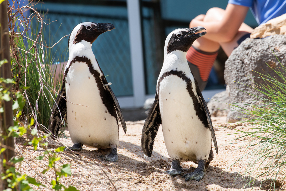 Penguins at the Cheyenne Mountain Zoo in Colorado Springs