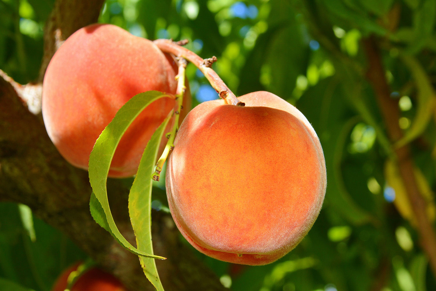 Two Palisade peaches growing on the tree at SunCrest Orchard