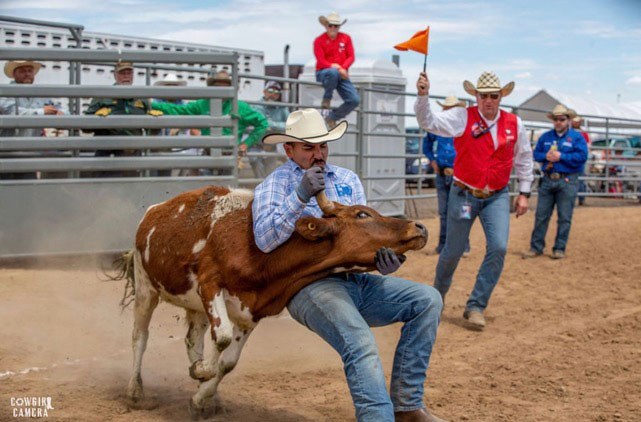 A man wearing a cowboy hat and a blue-and-white-checkered shirt participates in a rodeo event with a brown and white steer at Rocky Mountain Regional Rodeo. 