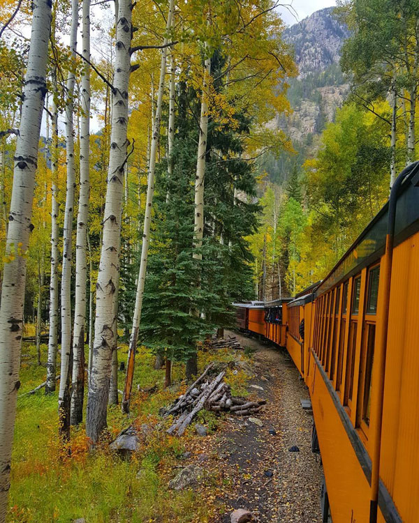 The Durango Train stretches around a bend beyond the tall, white, black-speckled aspen trees and the wide, dark-green pine trees. A tall mountain stands in the background.