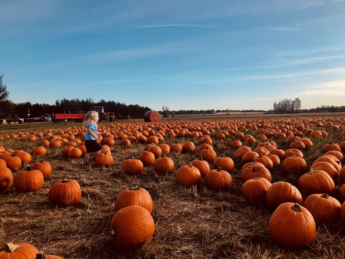 A laughing child runs through a field of hundreds of large, orange pumpkins at Cottonwood Farm near Boulder, Colorado.