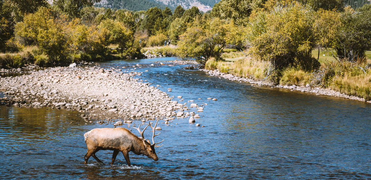 A bull elk with full antlers drinks from Estes Lake in Estes Park, Colorado.