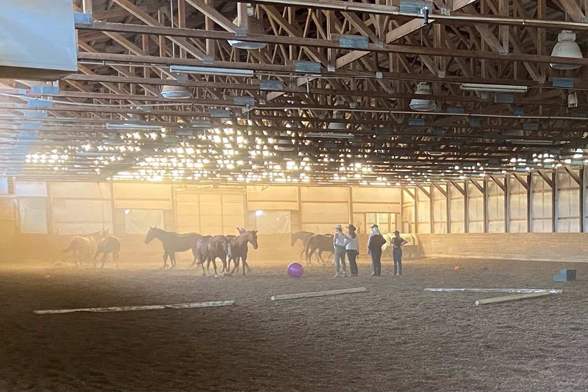 At a closed, indoor arena, horse chase each other and play with a large purple ball at a ranch near Carbondale, Colorado. A group of people watch their playful antics.