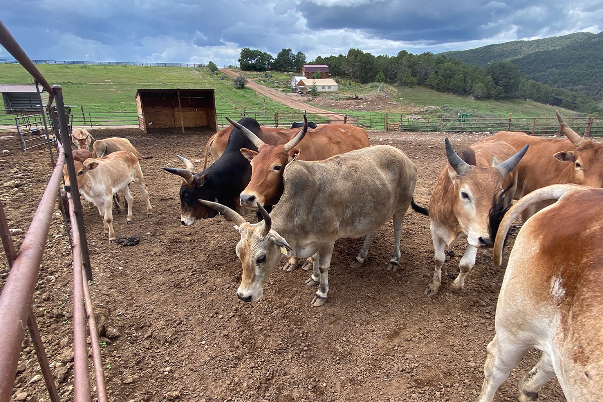 A herd of multi-colored cows with big horns and their calves mingle in a holding pen at Cedar Ridge Ranch in Carbondale, Colorado.