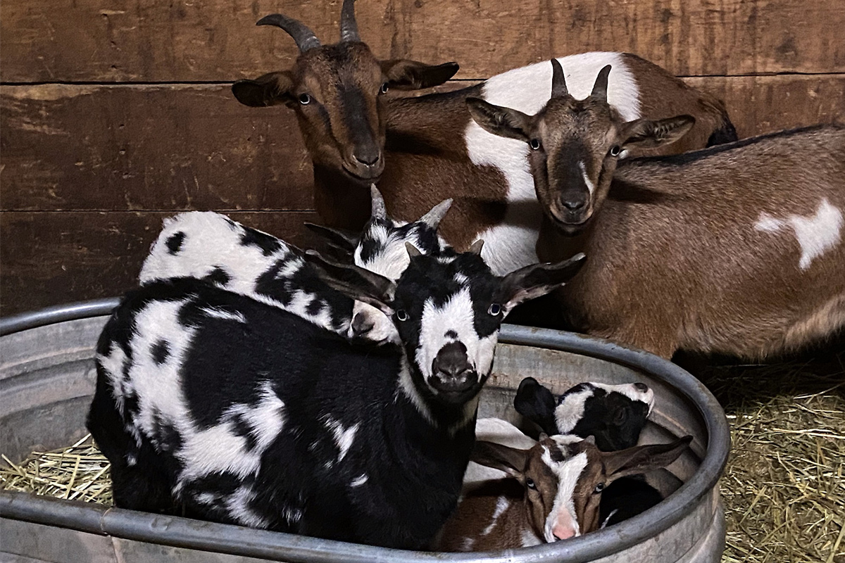 Brown and white and black and white goats pose for a photo at Cedar Ridge Ranch in Colorado. The larger goats stand in the back and the smaller ones stand or sit in a farm bucket.