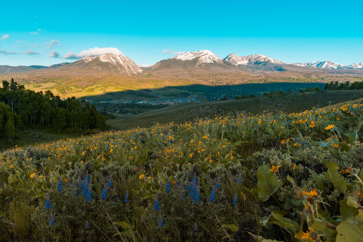 Mountainside with lush green fields and blue and yellow flowers on a bright, sunny day.