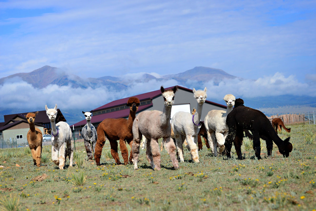 Alpacas standing on grass outside of Willow Wind Farm in Westcliffe, Colorado.