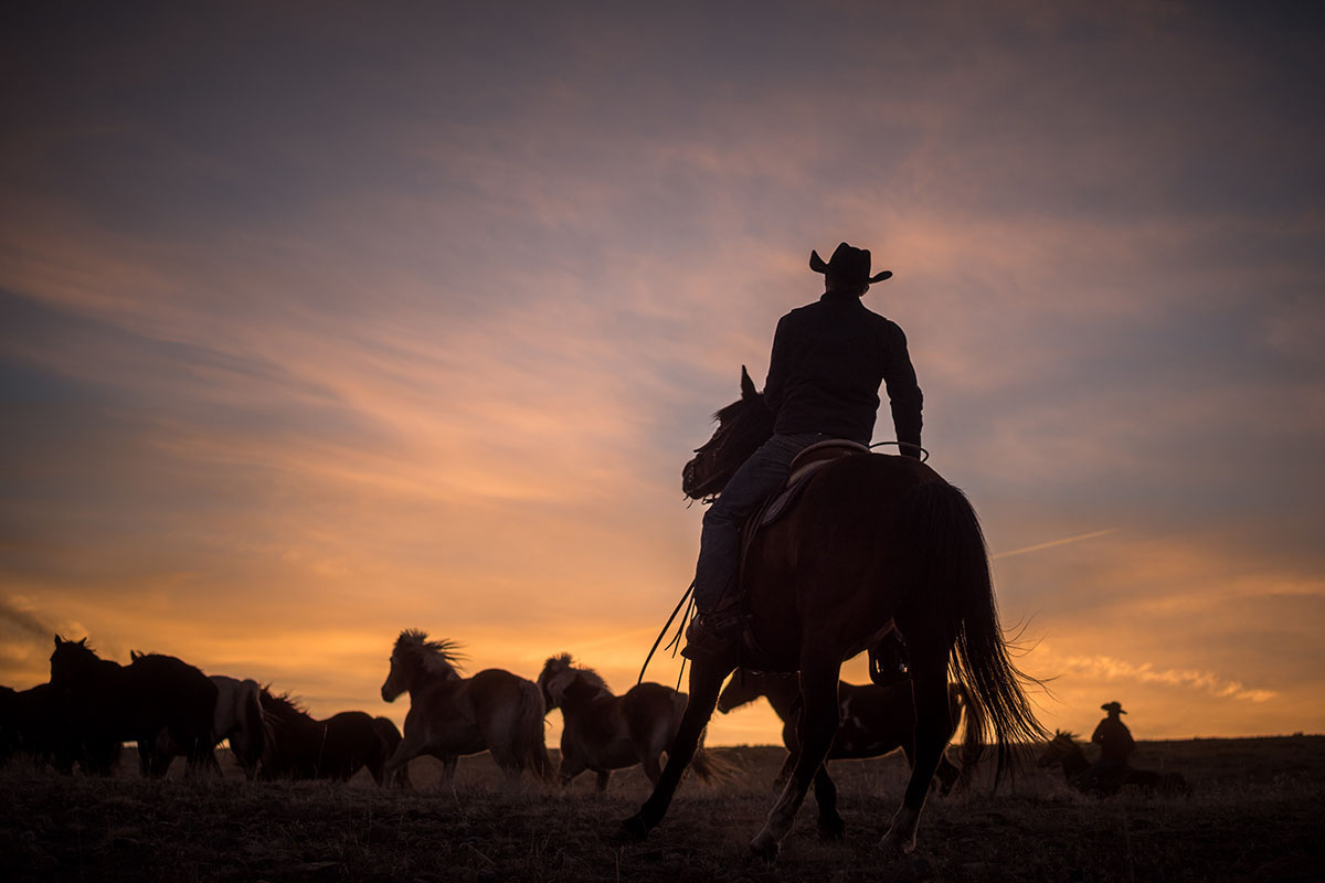 A cowboy rustles horses at sunset near Westcliffe, Colorado. 