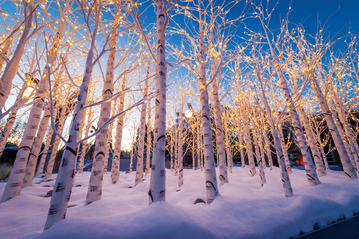 Blossoms of Light at Denver Botanic Gardens