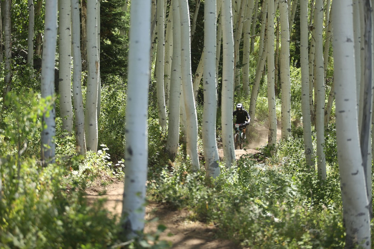 A mountain biker in the distance bikes along a dirt path in a grove of tall, white aspen trees and groves of green bushes in Grand Junction. Sunlight filters through the tree branches and trunks.