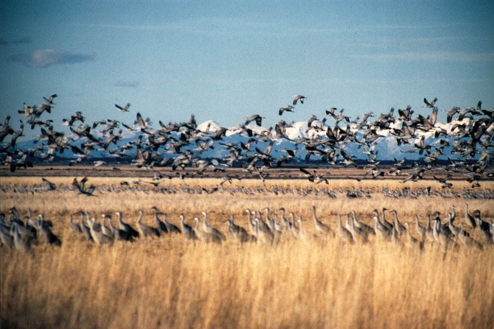 a flock of cranes fly through the air at the Monte Vista National Wildlife Refuge