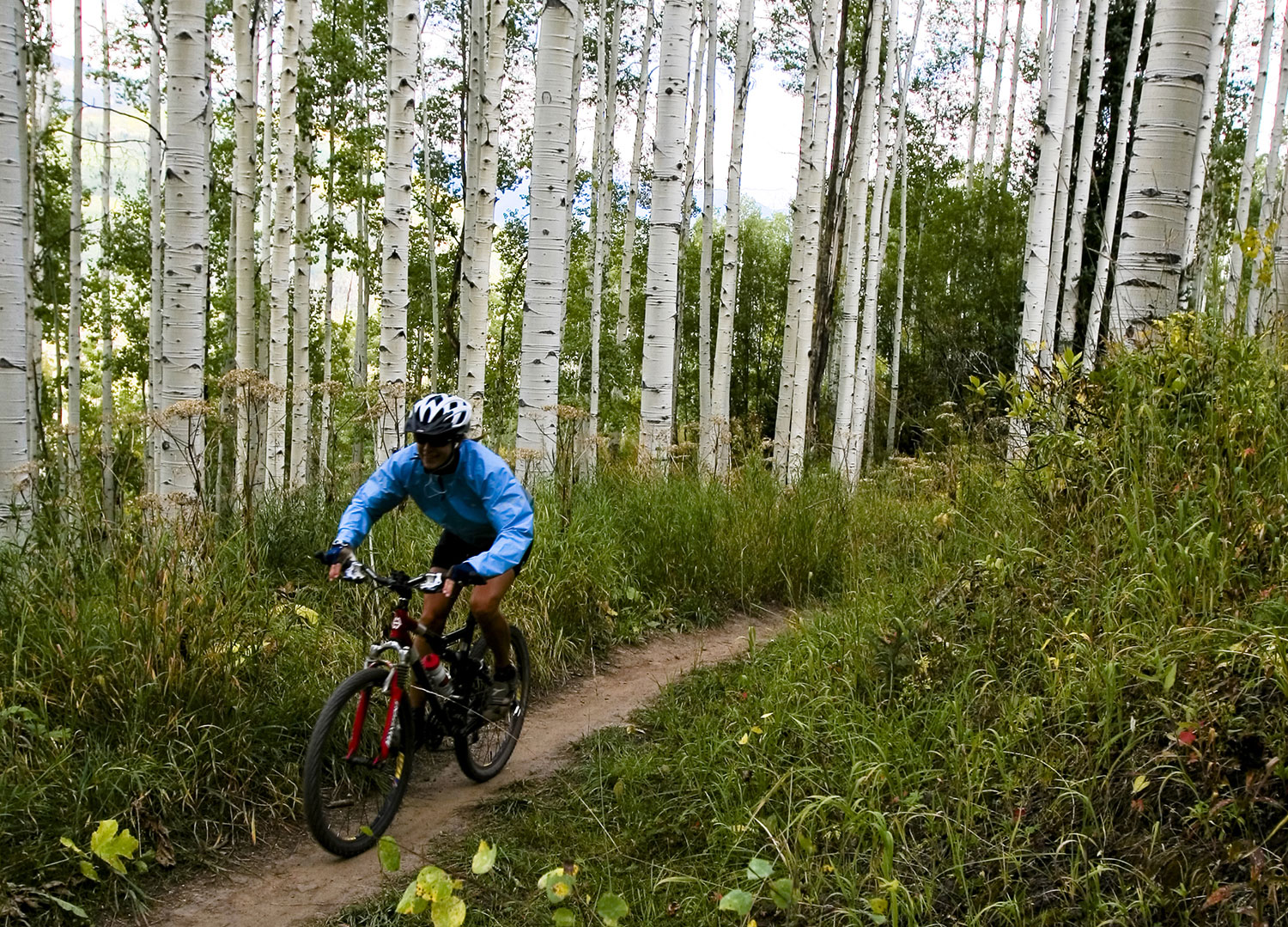 Mountain biker riding on a trail through an aspen forest near Vail