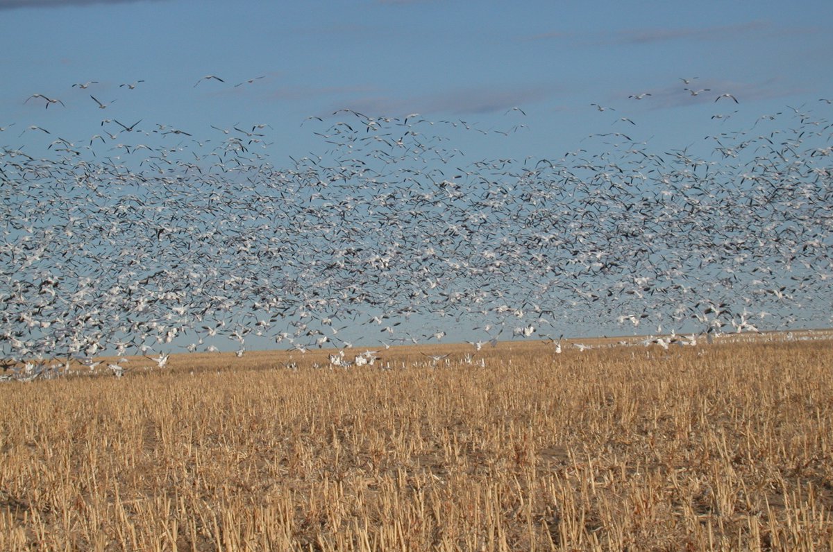A flock of white birds cover the middle of the image above a yellow grass field with a light-blue sky.