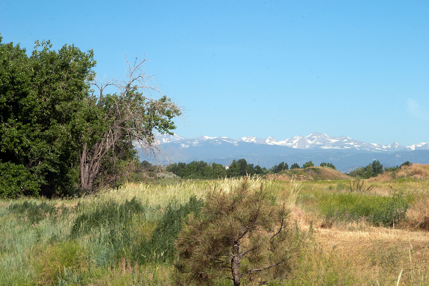 The Front Range, with snow-dusted across it sits in the background of a rural field with green and yellow tall grasses. On the left there are green-leafed trees under a blue sky.
