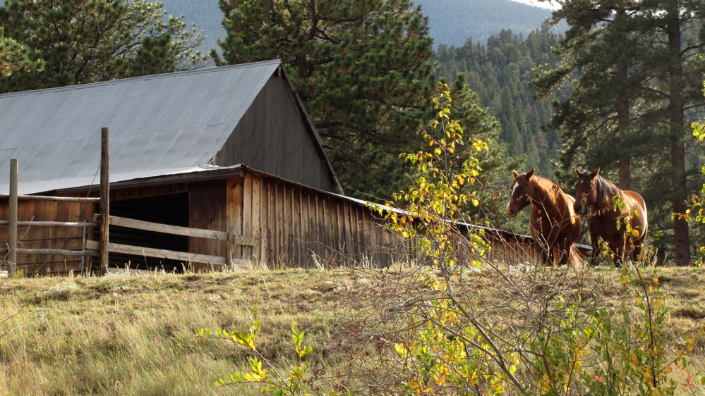 Two horses on the right stand outside a wooden barn in the summer.
