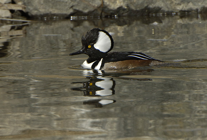 A small duck swims across the water
