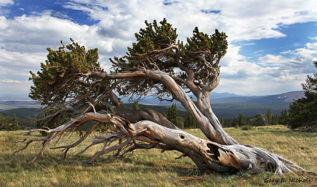 A lone bristlecone pine tree grows on its side as it is lounging the field near South Park, Colorado. A cloudy ski and distant peaks are in the background. 