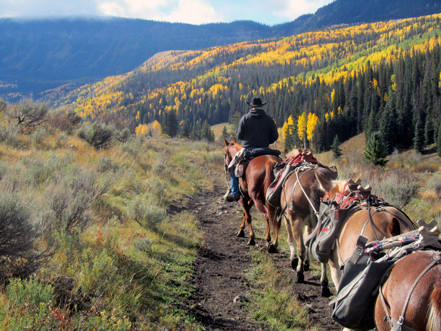 A horseback riding person leads three horses down a dirty path with evergreen and golden aspen trees in the distance. 
