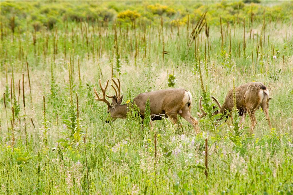 Two mule deer graze in a field of green tall grasses at Cherry Creek State Park.