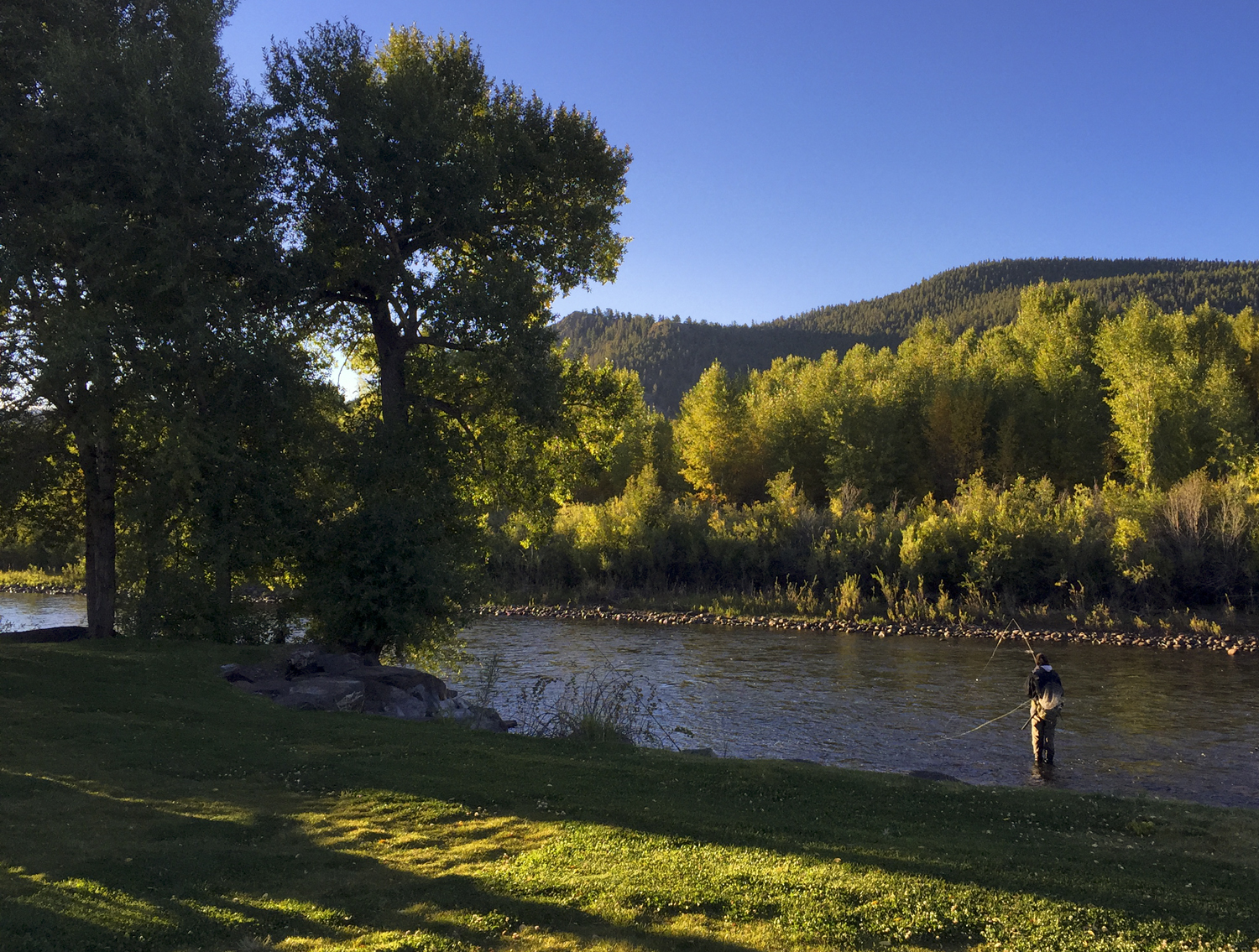 On a late summer afternoon, under a blue sky, a sole fly-fisherman stands in the middle of the Rio Grande River in South Fork. The banks are lined with green-leafed trees and green grass.