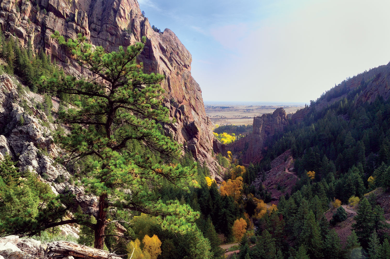 A pine tree flourishes on an outcropping in the rocky walls of Eldorado Canyon. In the distance, under a blue sky, the plains yawn.