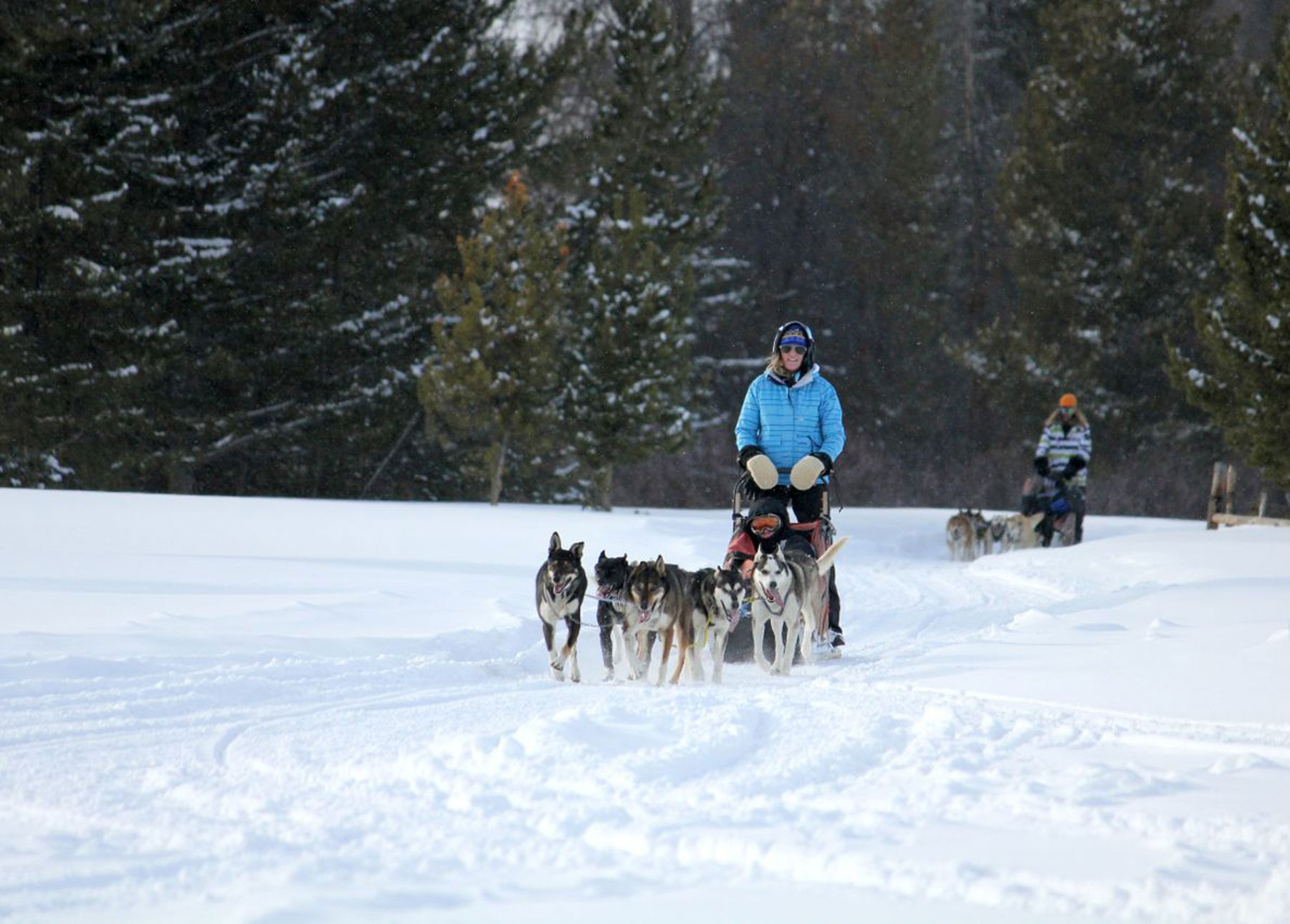 Two people drive two separate teams of dogs pulling sleds with a driver and a passenger through a snowy landscape near Steamboat Springs, Colorado.