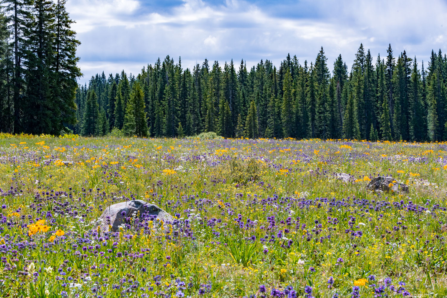 Colorado Wildflowers