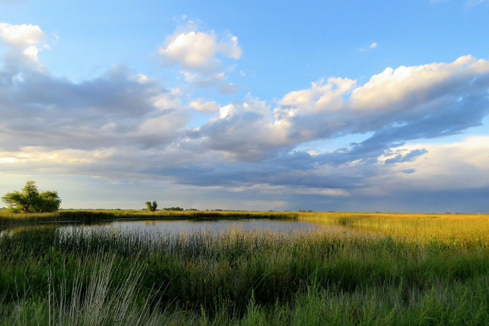 Tall grasses surround a small body of water at Alamosa National Wildlife Refuge. The water is calm and the sky is becoming crowded with clouds.