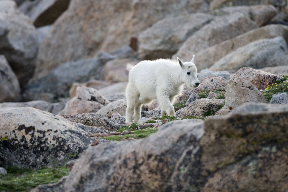 A tiny white mountain goat kid scampers up some frocks