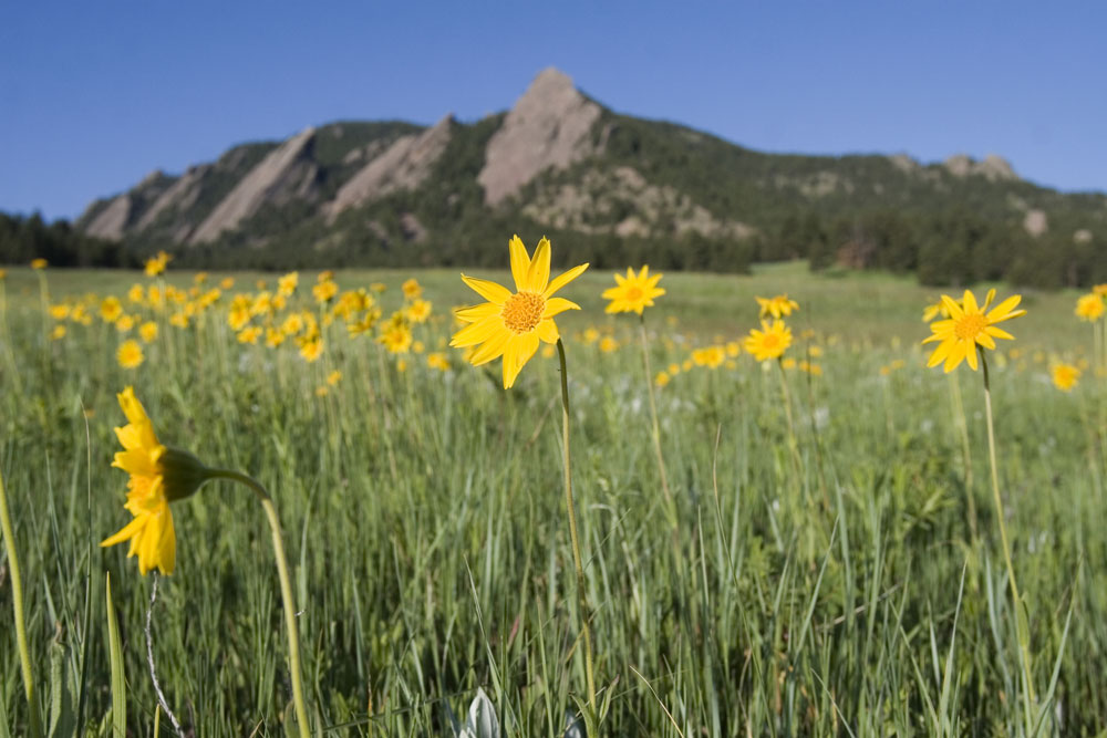 Yellow flowers in a field with a mountain in the background