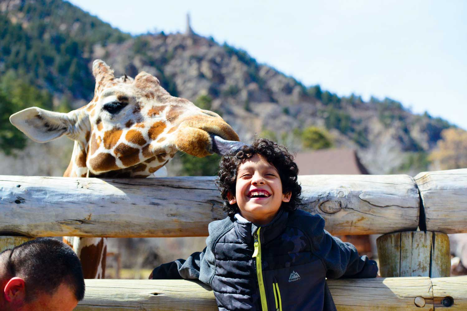 A child with curly hair stands smiling and laughing in the sun at the Cheyenne Mountain Zoo, leaning against the wooden fence for the giraffe exhibit while a tall giraffe pops its purple tongue out to lick the child's hair.