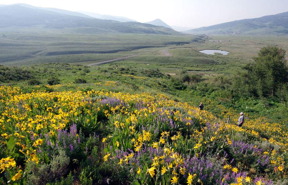 A field of yellow and purple wildflowers transitions to a green meadow with a small lake. We can see a few hikers making their way along a trail through the wildflowers.