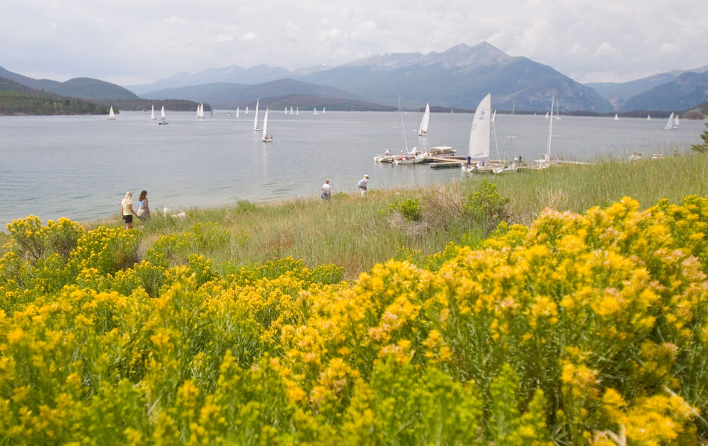 Sunny, yellow flowers cover part of a grassy field and sway in the breeze around Lake Dillion in Colorado. On the lake, sail boats drift over the surface.