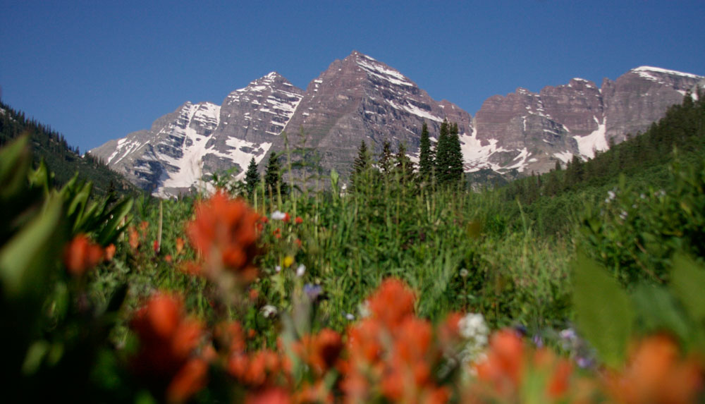 Lush wildflower field with a the twin "bells" (two peaks in a bell shape) in the background