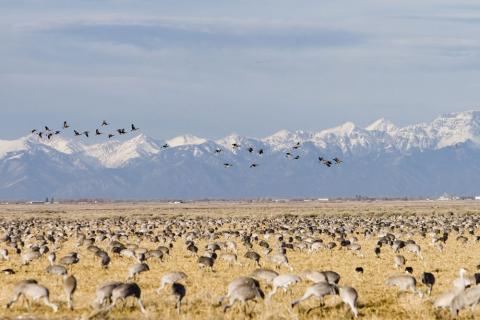 Birds graze yellow grasslands with birds flying overhead up against the backdrop of snow-covered mountain peaks.