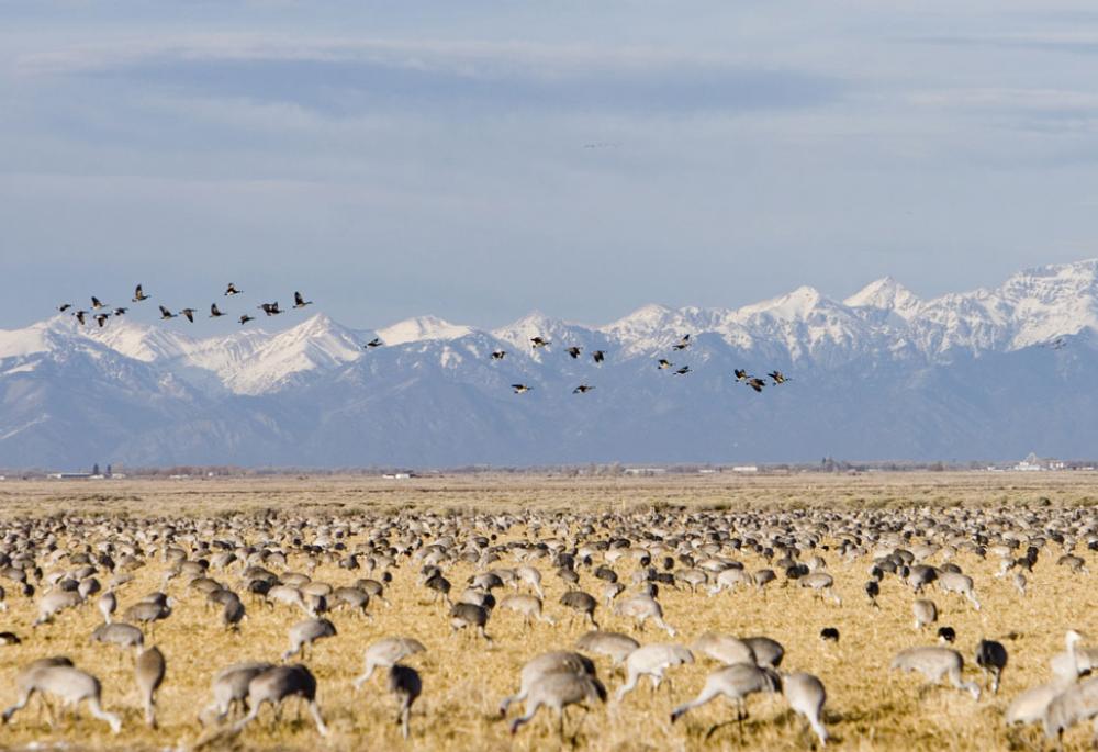 Monte Vista National Wildlife Refuge