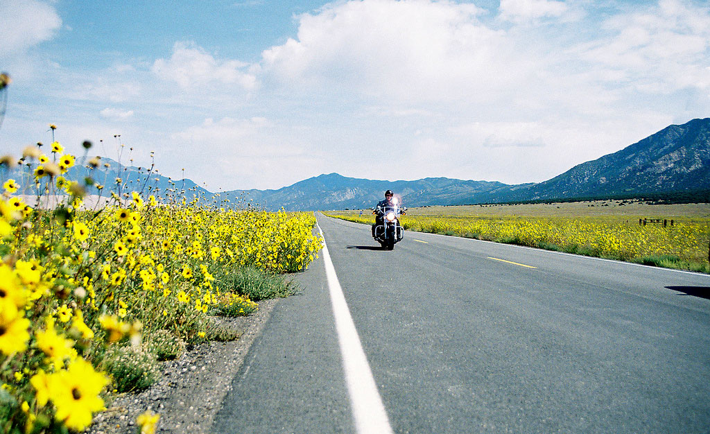 Fields of butter-yellow flowers bloom on either side of a highway road near the Great Sand Dunes National Park. A lone motorcyclist drives down the road.