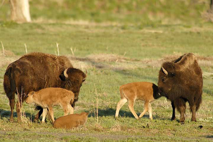 Three bison calves gather around two adult bison. One of the calves lays down while the others nuzzle each other outside of Denver, Colorado.