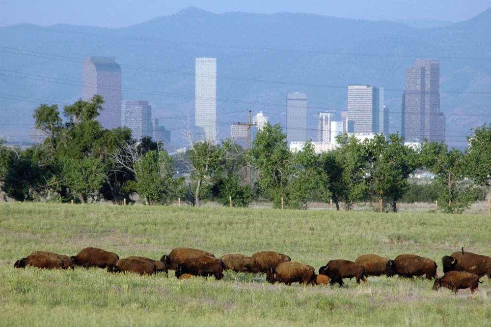A herd of bison graze on the tall green grasses of a prairie which is fenced in by a row of trees. Behind the trees lies the skyscrapers of Denver, Colorado.