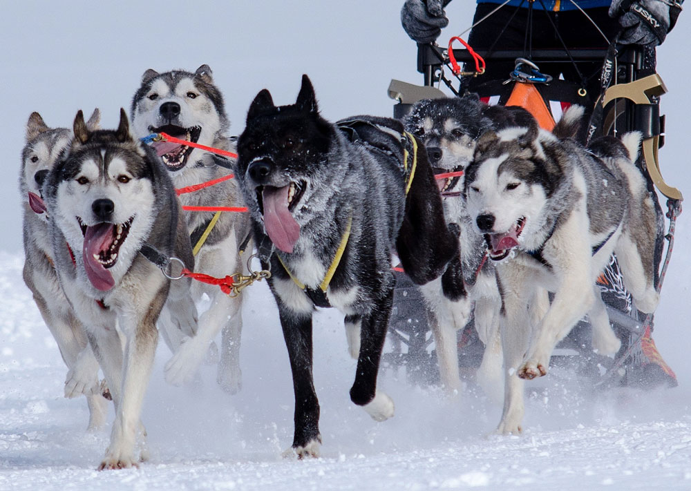 A pack of multicolored huskies lead a dog sled through the snow