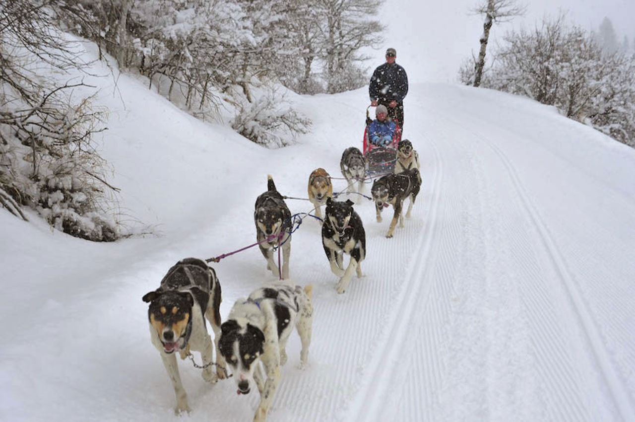 Eight prancing dogs pull a dog sled along a snowy, treelined path near Steamboat Springs, Colorado.